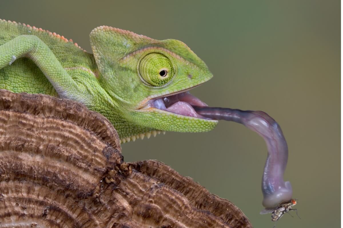 The Secrets Of The Chameleon s Tongue The Secrets Of The Chameleon s Tongue