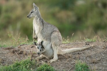 Canguro gris oriental: hábitat y características
