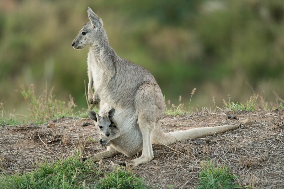 A grey kangaroo.