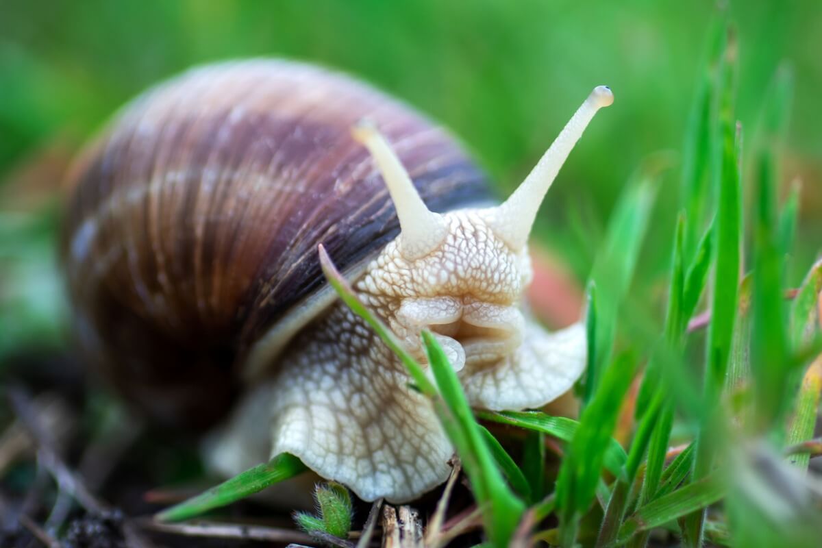 ¿Qué comen los caracoles?