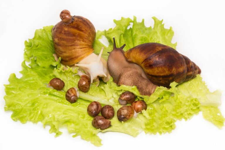 Los 3 tipos de caracoles más venenosos
