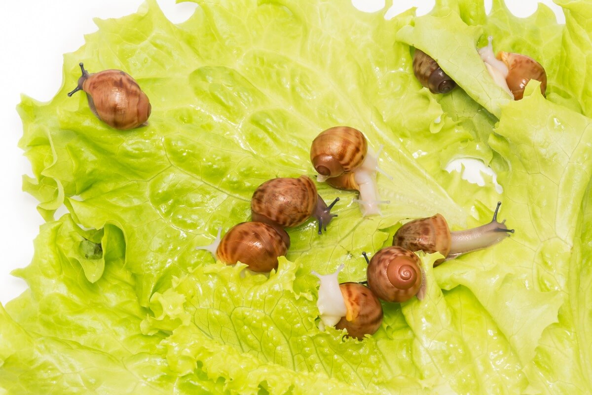Unos caracoles recién nacidos.