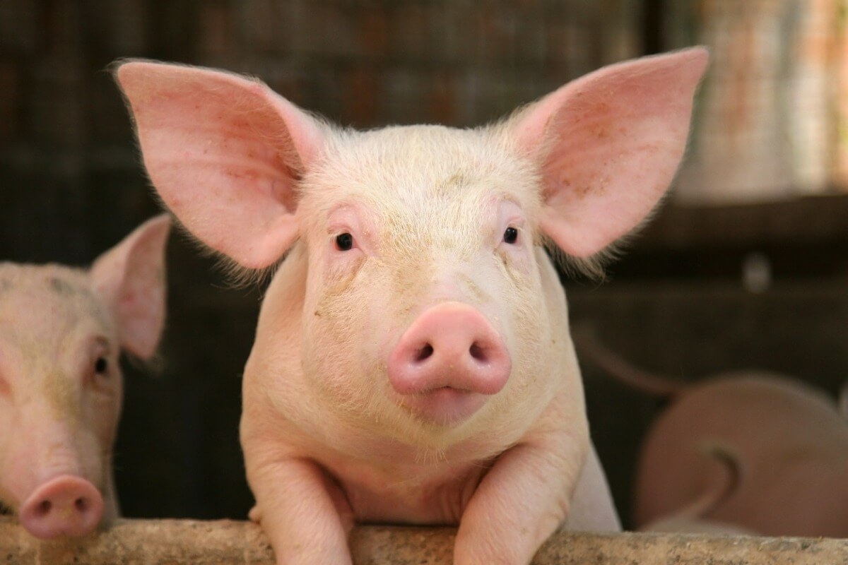 5 Kuriositäten über das Schweinegrunzen