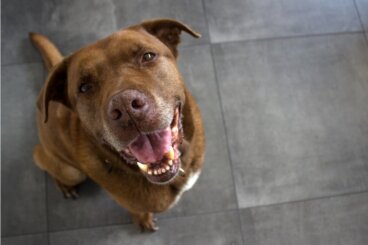 Cimarrón uruguayo: todo sobre esta raza