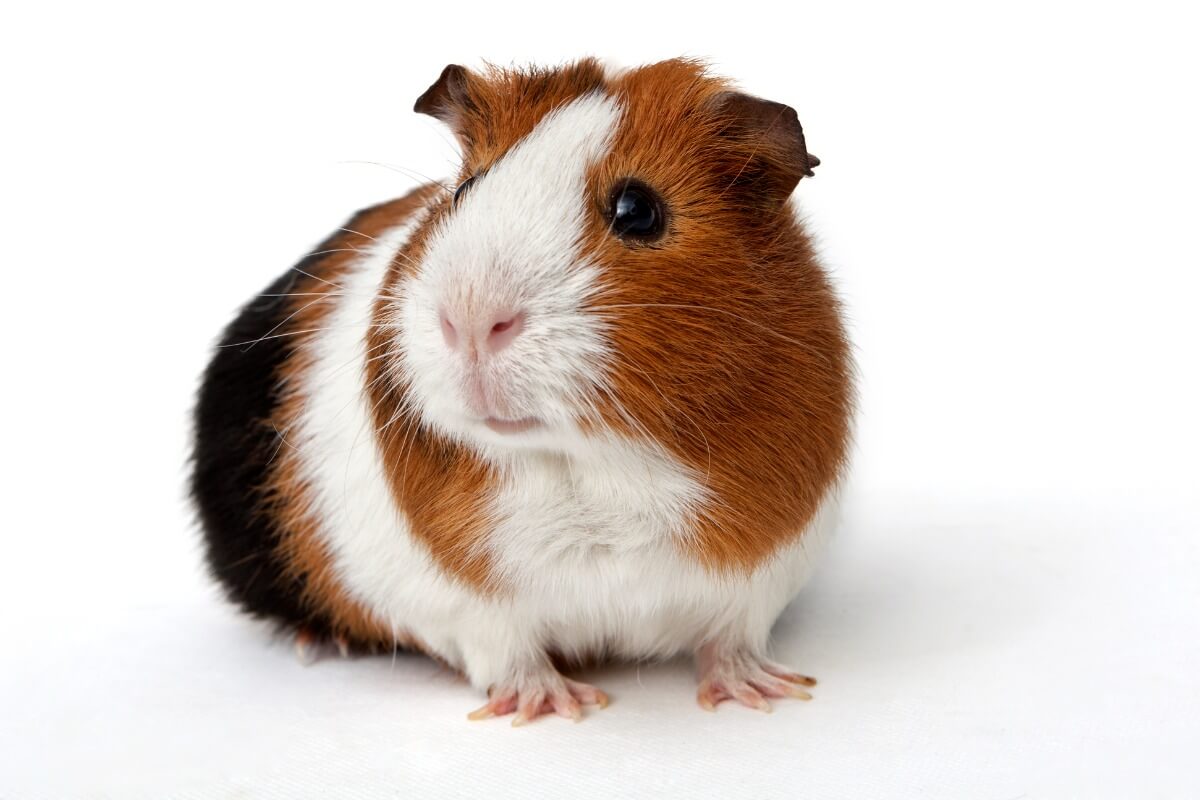 Una cavia americana.