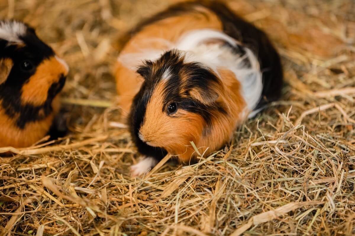 A guinea pig.