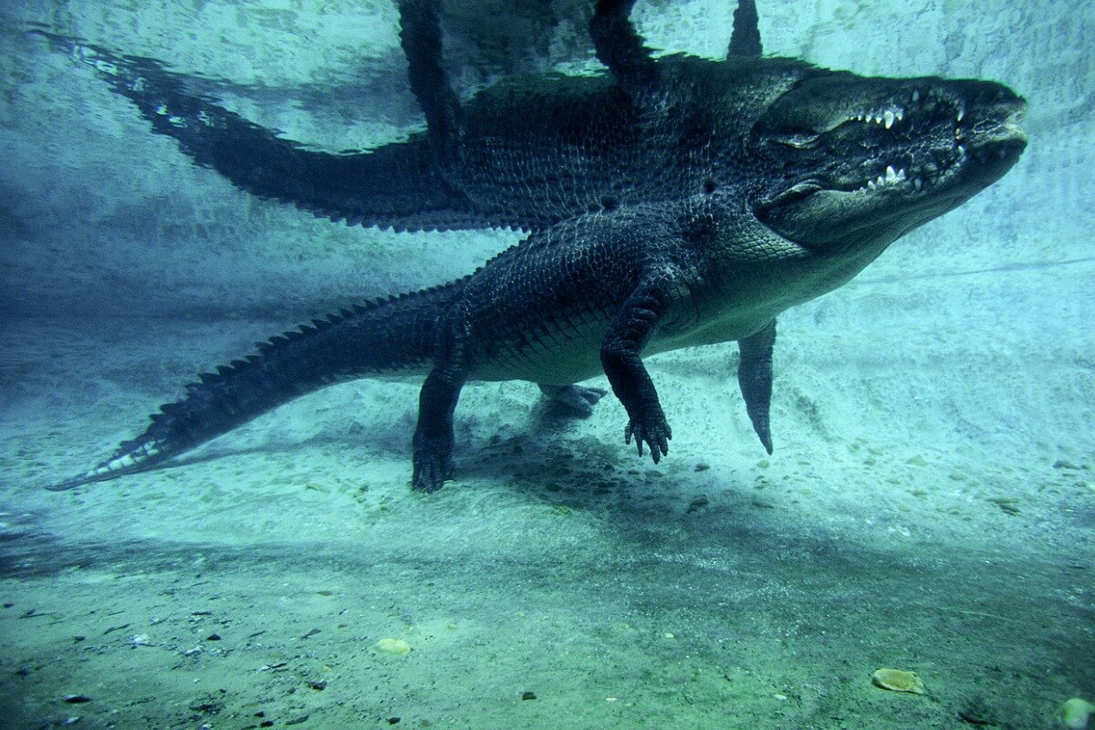 Uno de los animales más peligrosos del mar.