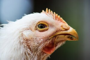 Cólera aviar: síntomas y tratamiento