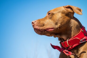 Uso correcto del collar de entrenamiento en perros