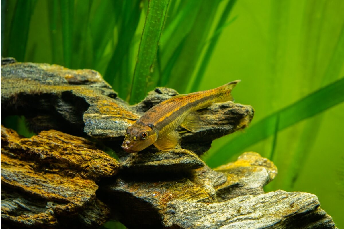 Un pesce mangiatore di alghe.