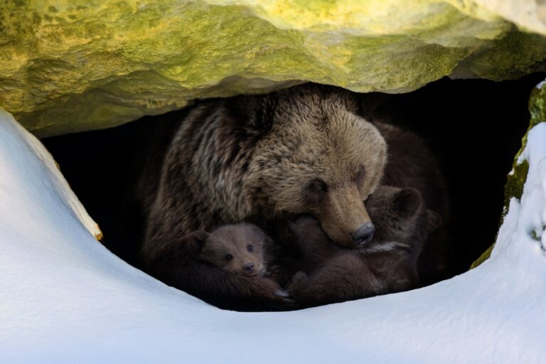 ¿Cómo hibernan los osos?