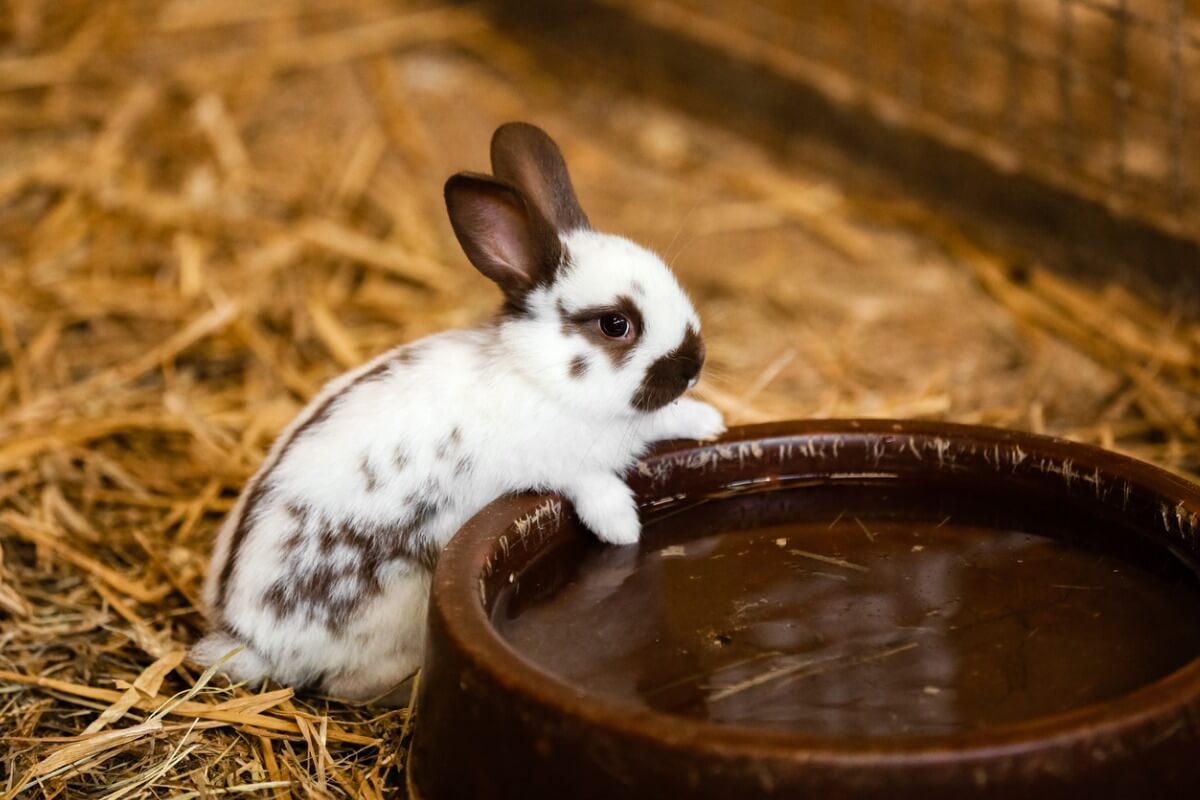 ¿Los conejos beben agua?