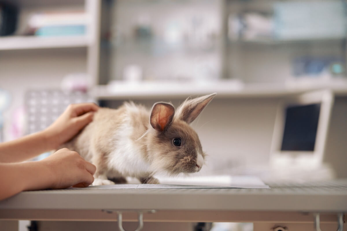 A rabbit on a vet's gurney.
