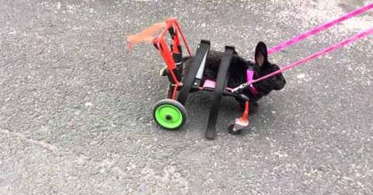 Conejo discapacitado logra caminar gracia a su silla de ruedas