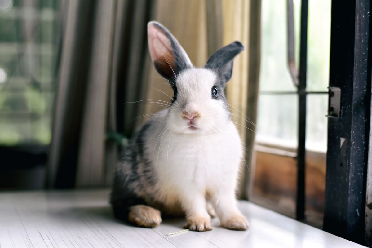 ¿Por qué mi conejo tiene las orejas caídas?