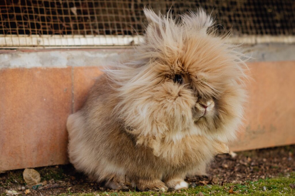 Un conejo con mucho pelo.