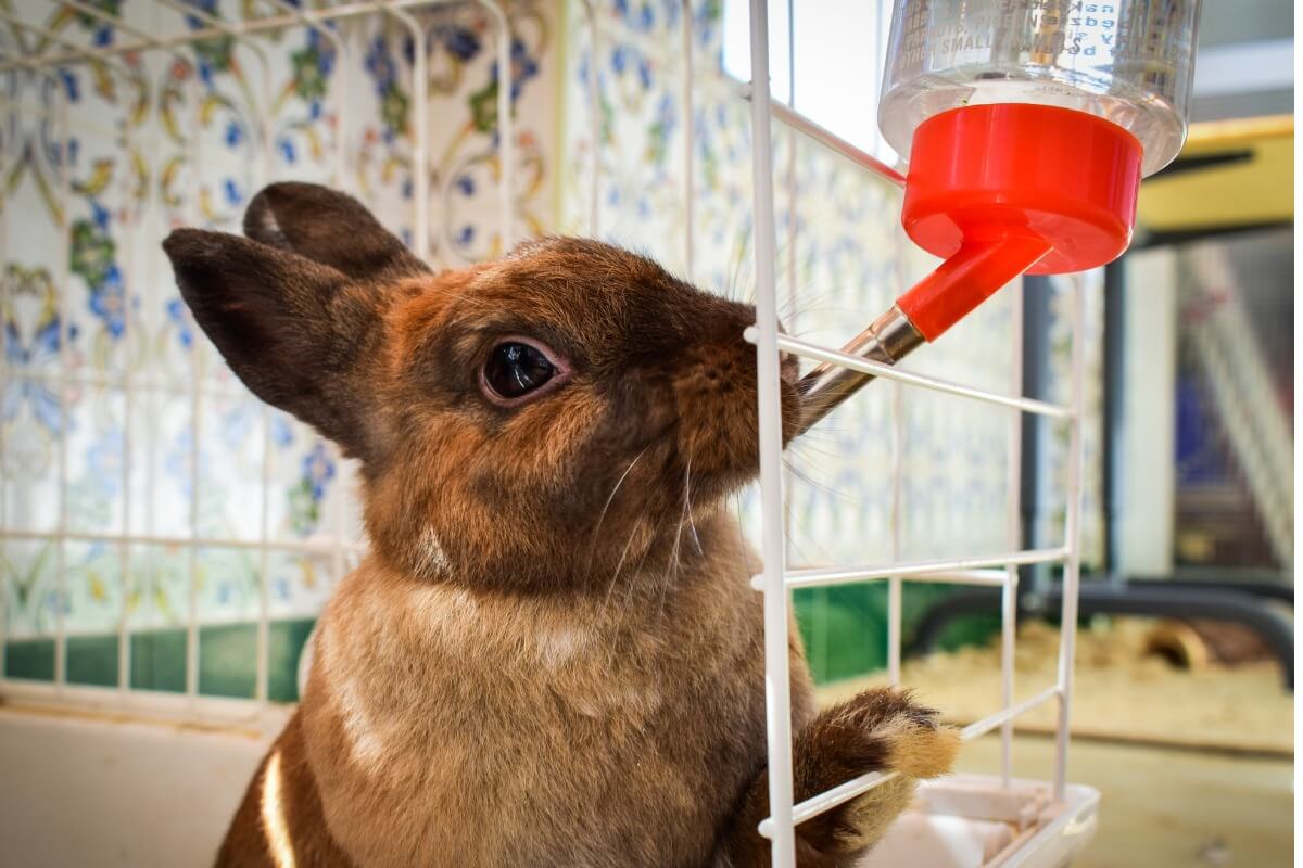 En kanin som dricker vatten.