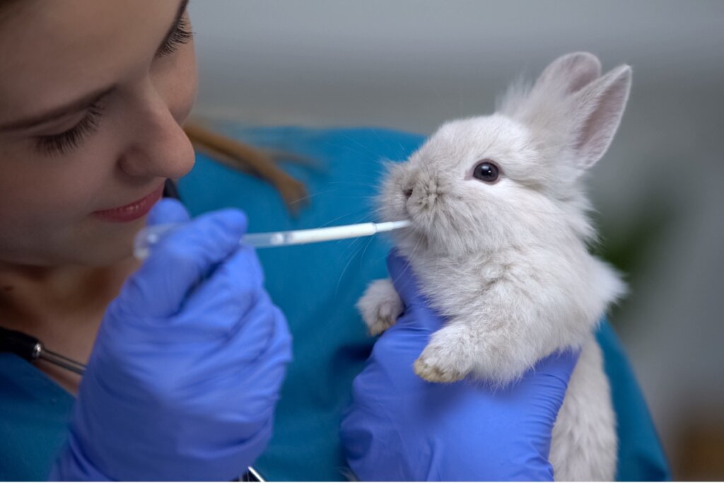 Existen muchos síntomas de que un conejo está enfermo.