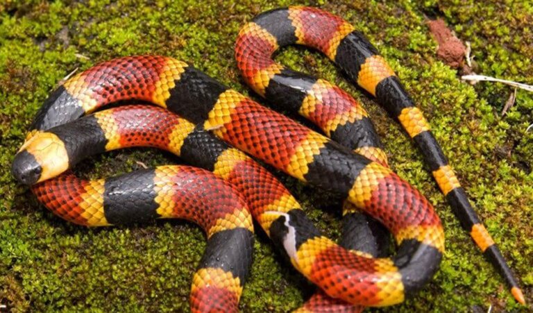 Diferencias entre serpiente coral y falsa coral