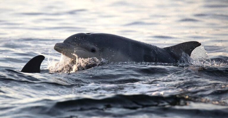 Alertan delfines a rescatistas de hombre extraviado