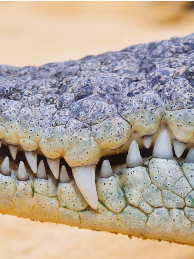 Cuántos dientes tiene un cocodrilo? - Mis Animales