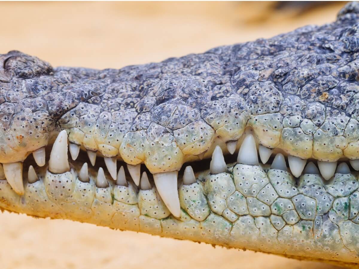 Quantos dentes um crocodilo tem?