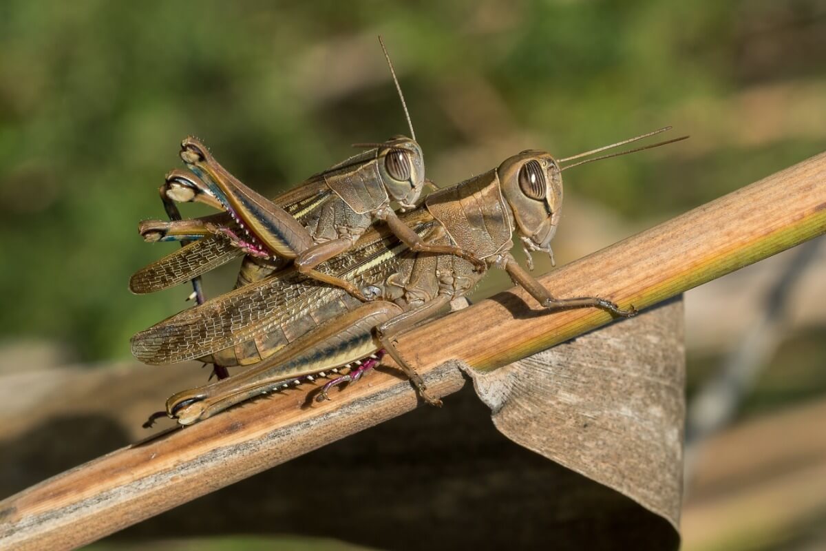 All about grasshoppers: birth and reproduction