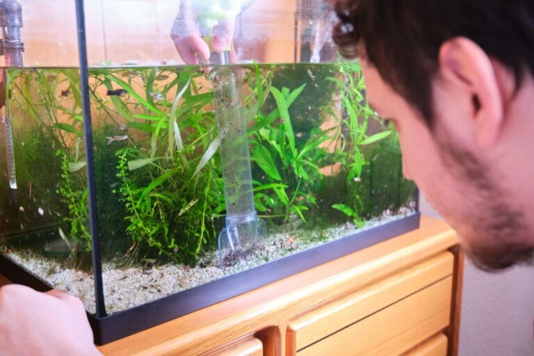 Agua verde en el acuario: causas y soluciones