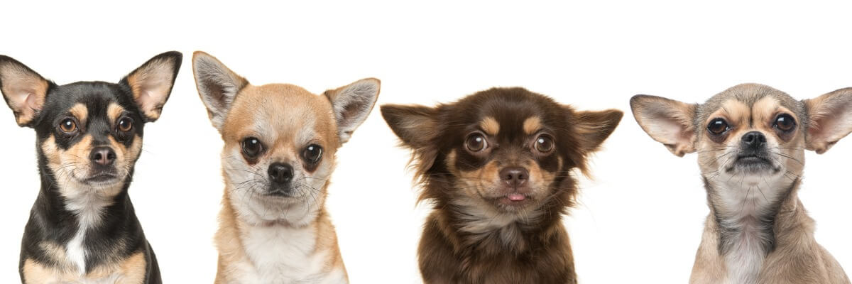I colori del Chihuahua possono essere molto vari.
