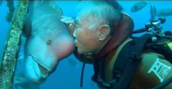 Cada año un hombre visita al extraño pez que le salvó la vida