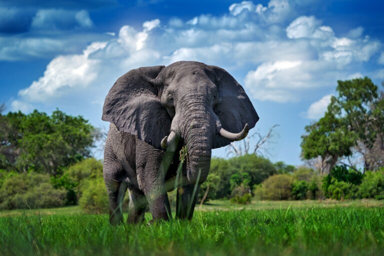 ¿Cuánto pesa un elefante?