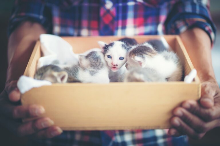 campo Arsenal Shetland Cómo eliminar las pulgas en gatos recién nacidos? - Mis Animales