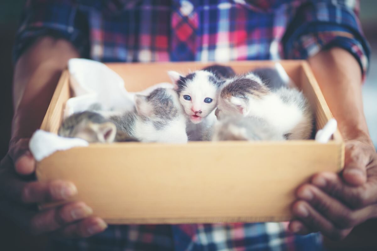 ¿Cómo eliminar las pulgas en gatos recién nacidos?