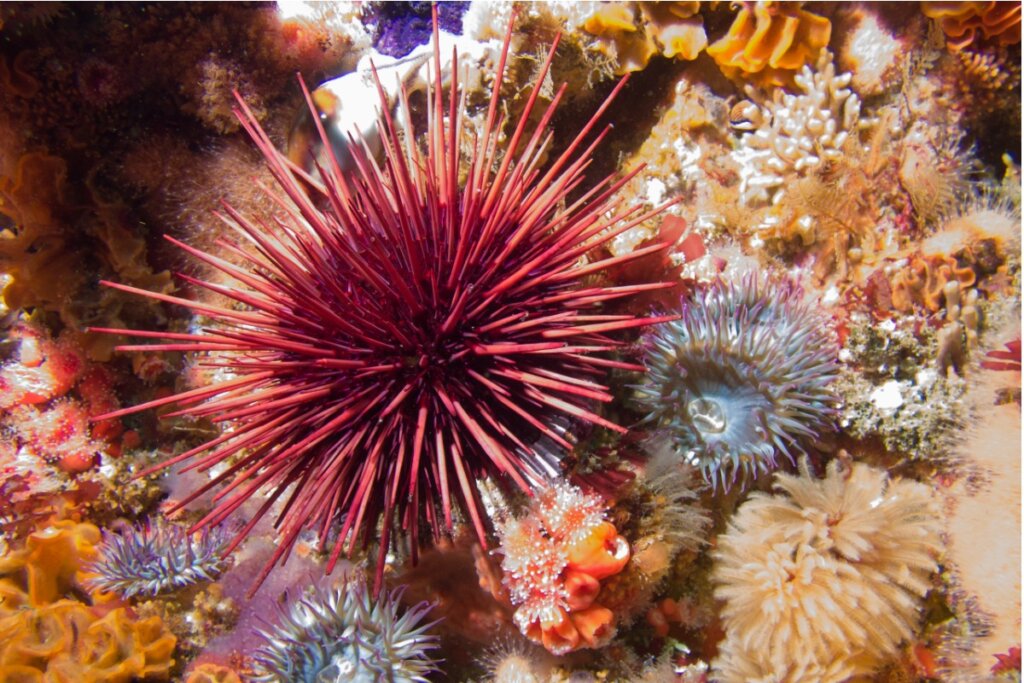 ¿Qué comen los erizos de mar?