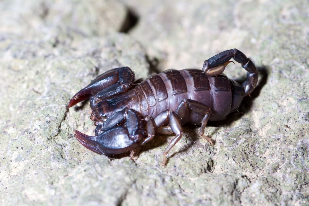 Savez-vous ce que mangent les scorpions ?