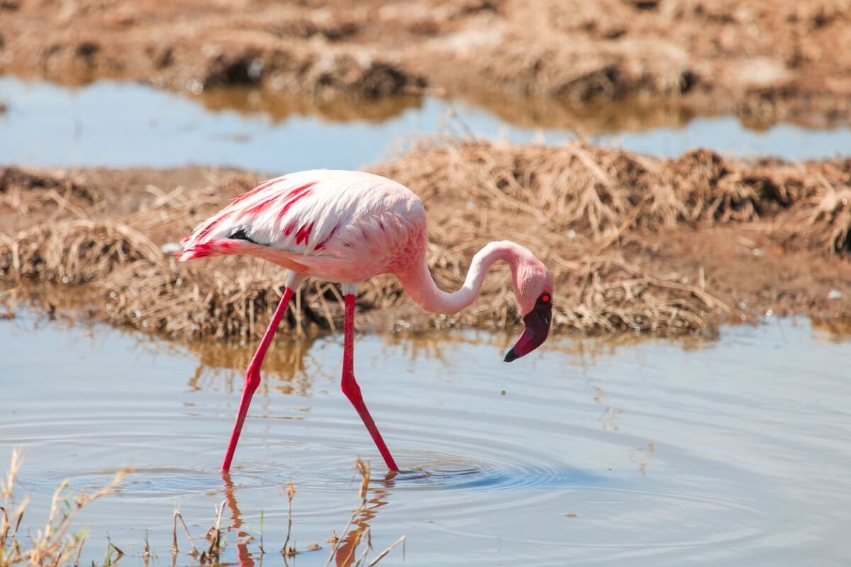 Why are flamingos pink?