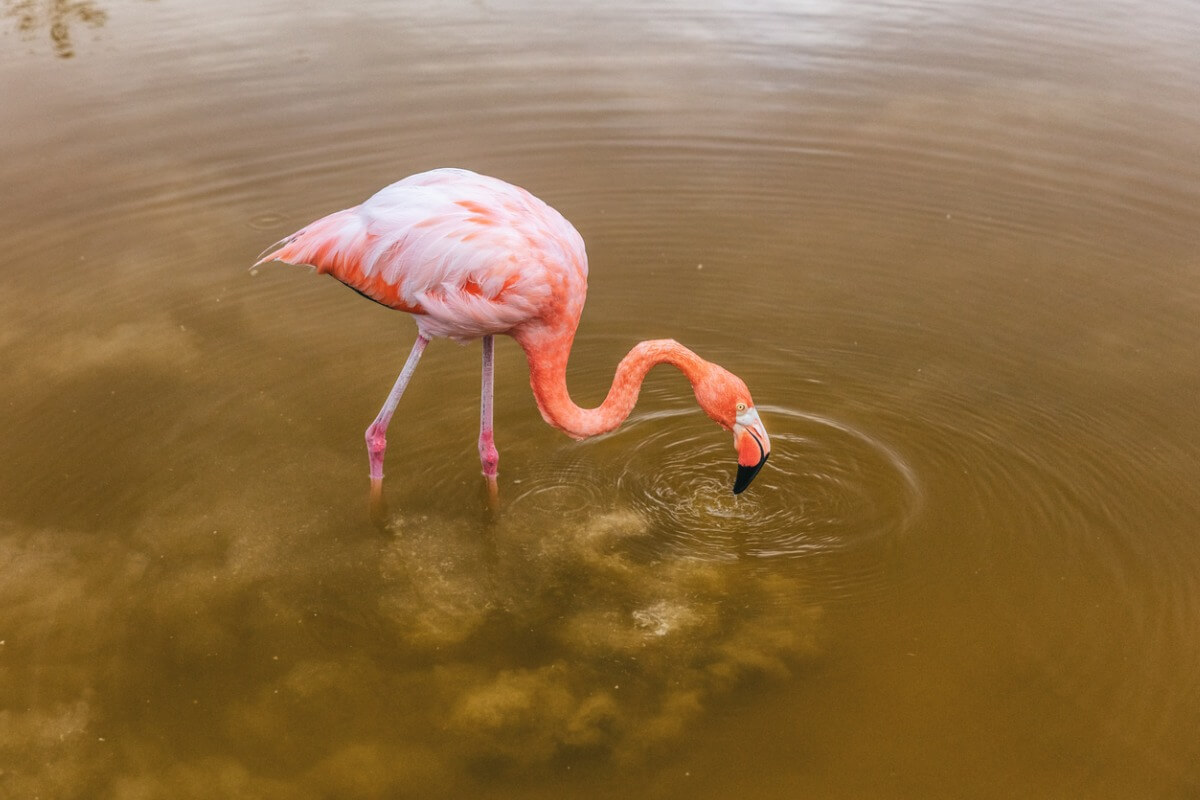 ¿Qué comen los flamencos?