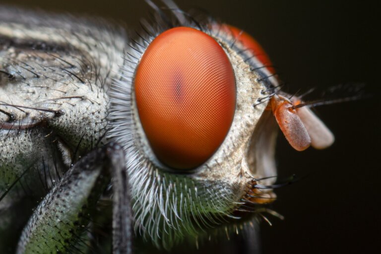Curiosidades sobre la visión de las moscas