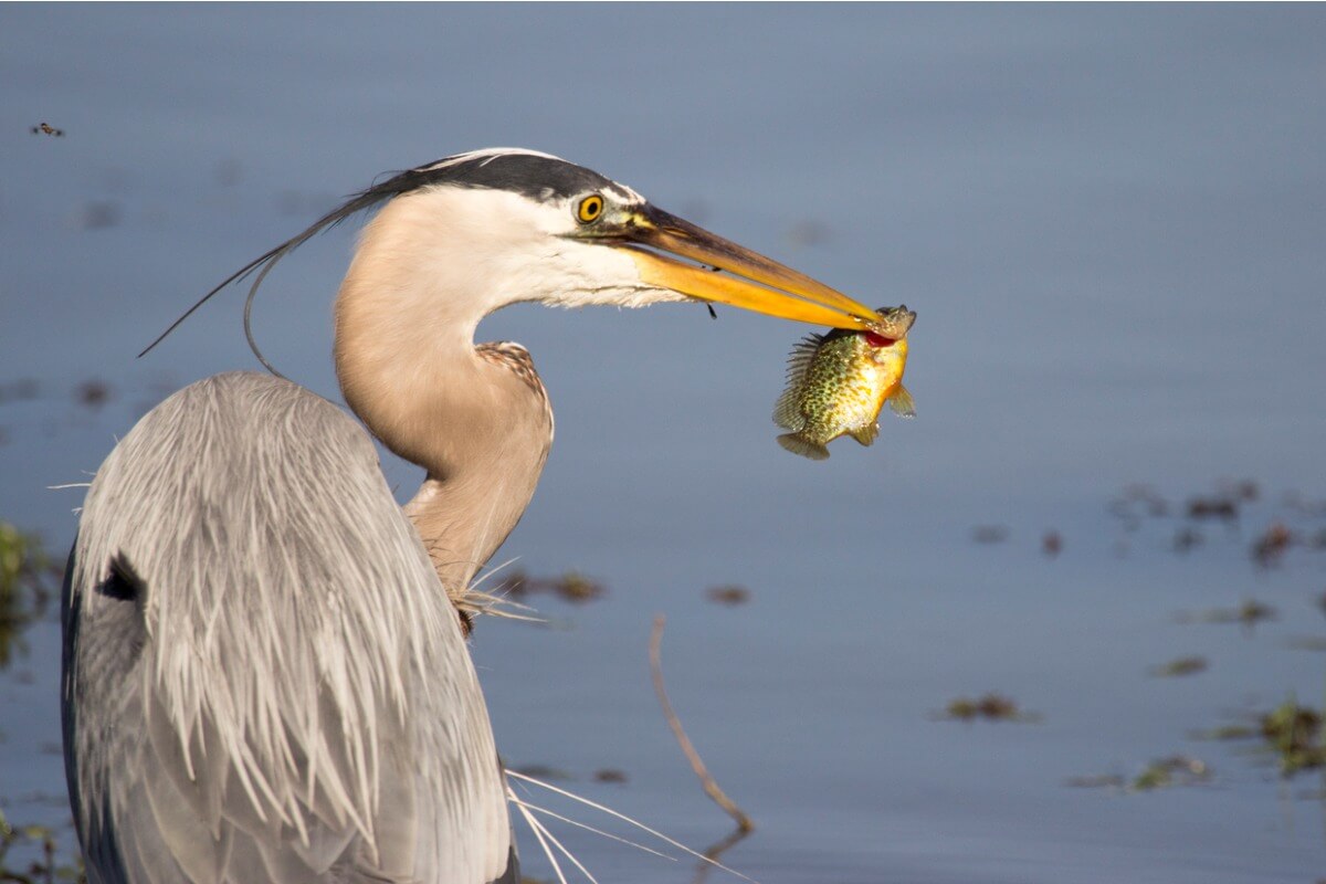 peces podrían utilizar a las aves para colonizar nuevos ambientes.