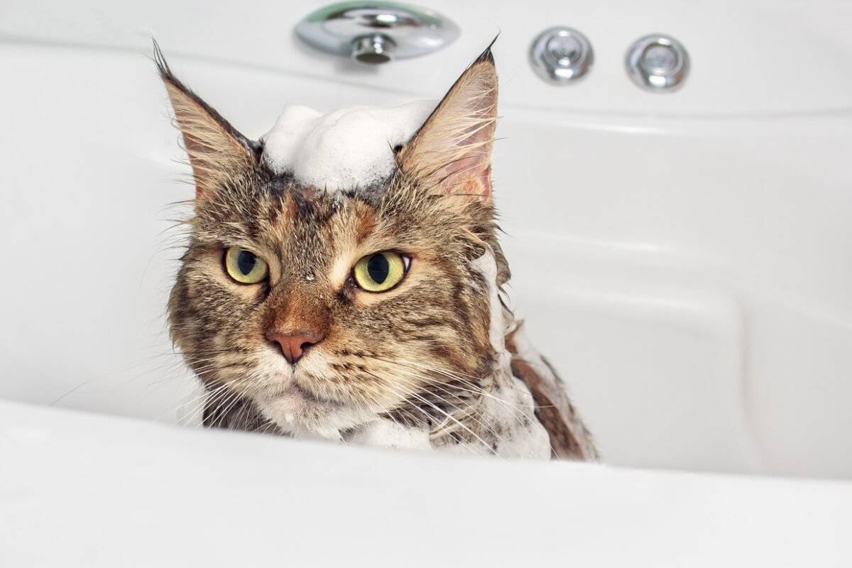 El primer baño en gatos es esencial para su bienestar.