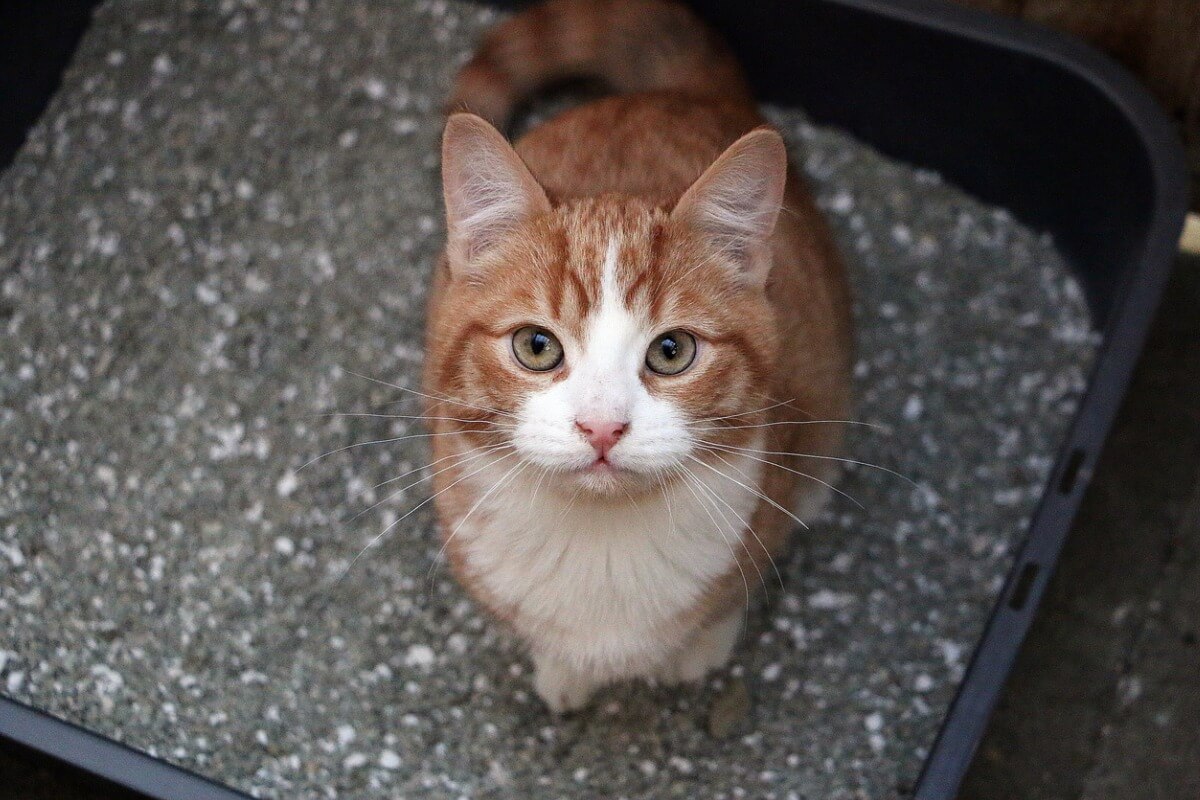 Kum kutusunda bir kedi.