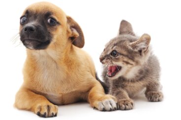 ¿Por qué mi gato ataca a mi perro?