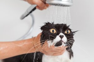 Primer baño del gato adulto: todo lo que debes saber