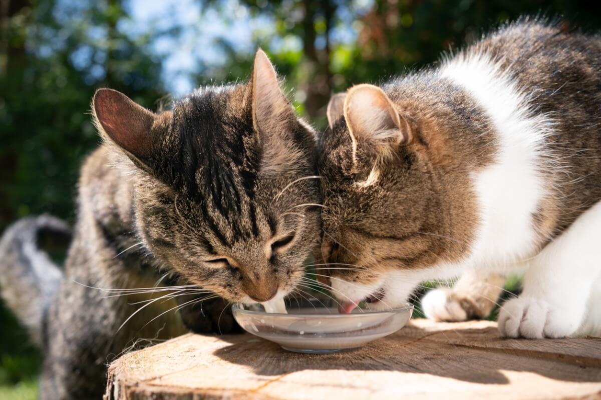Una pareja de gatos bebiendo leche.