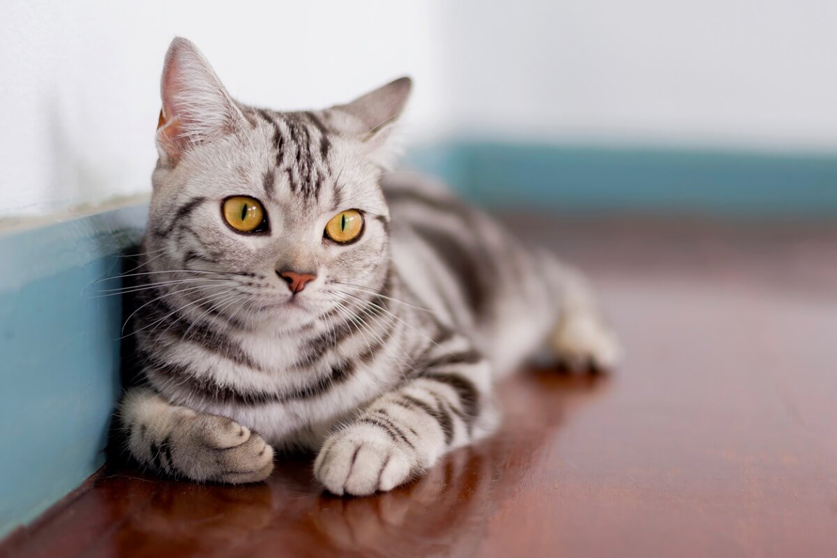 Un gato de pelo corto.