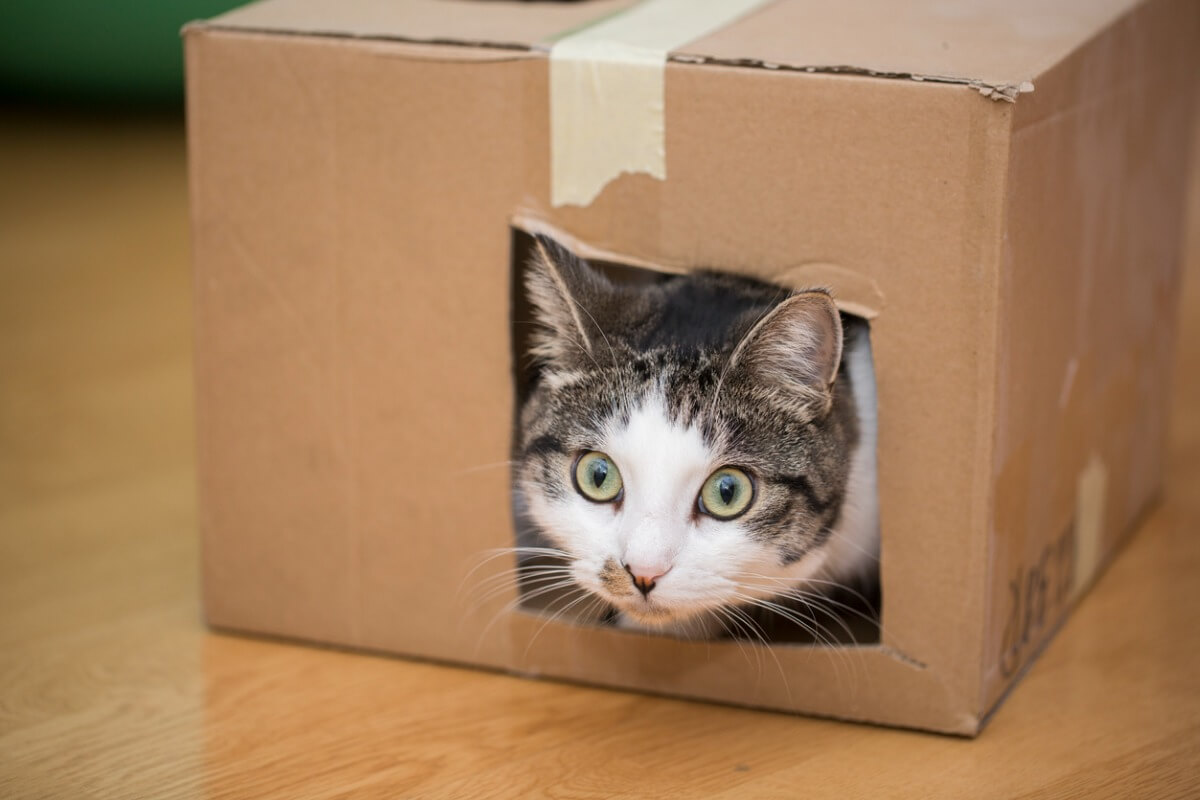 En katt i en låda.