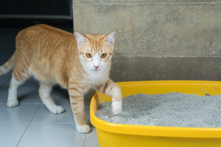¿Por qué mi gato come arena?
