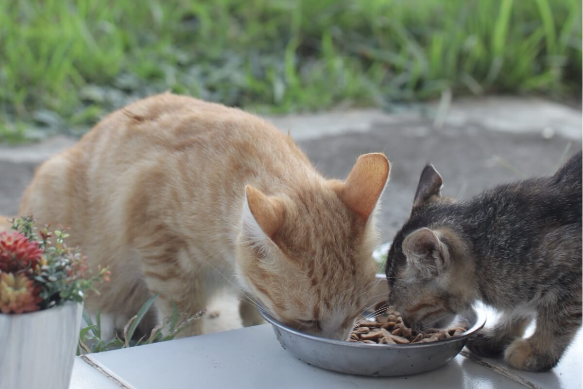 Un gatto mangia il cibo di un altro.