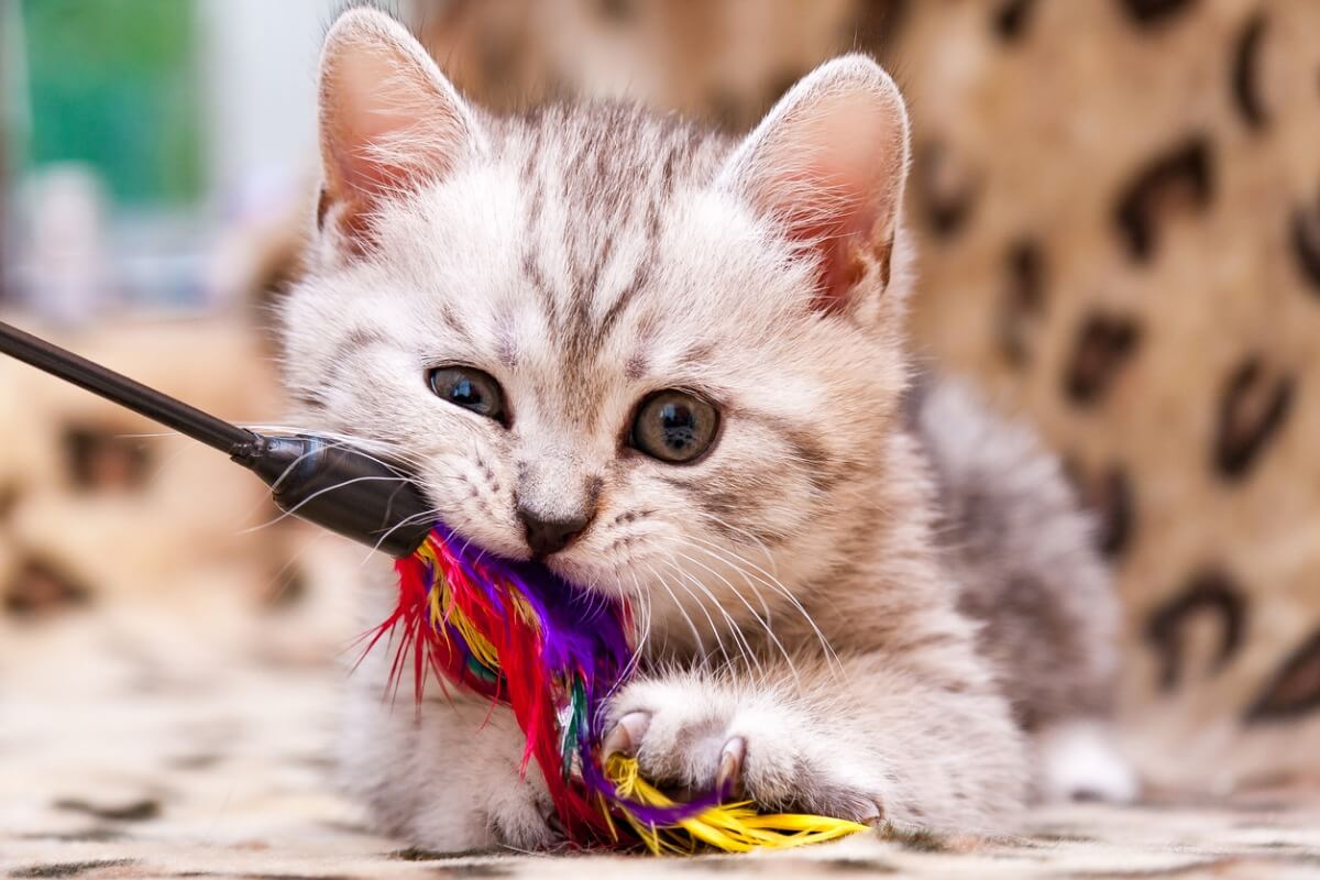 Bir parça plastik yiyen bir kedi.
