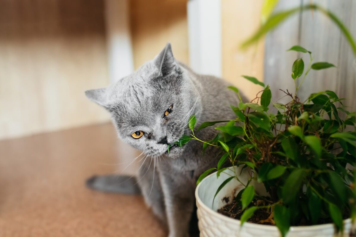 Una de las cosas que pueden matar a tu gato.